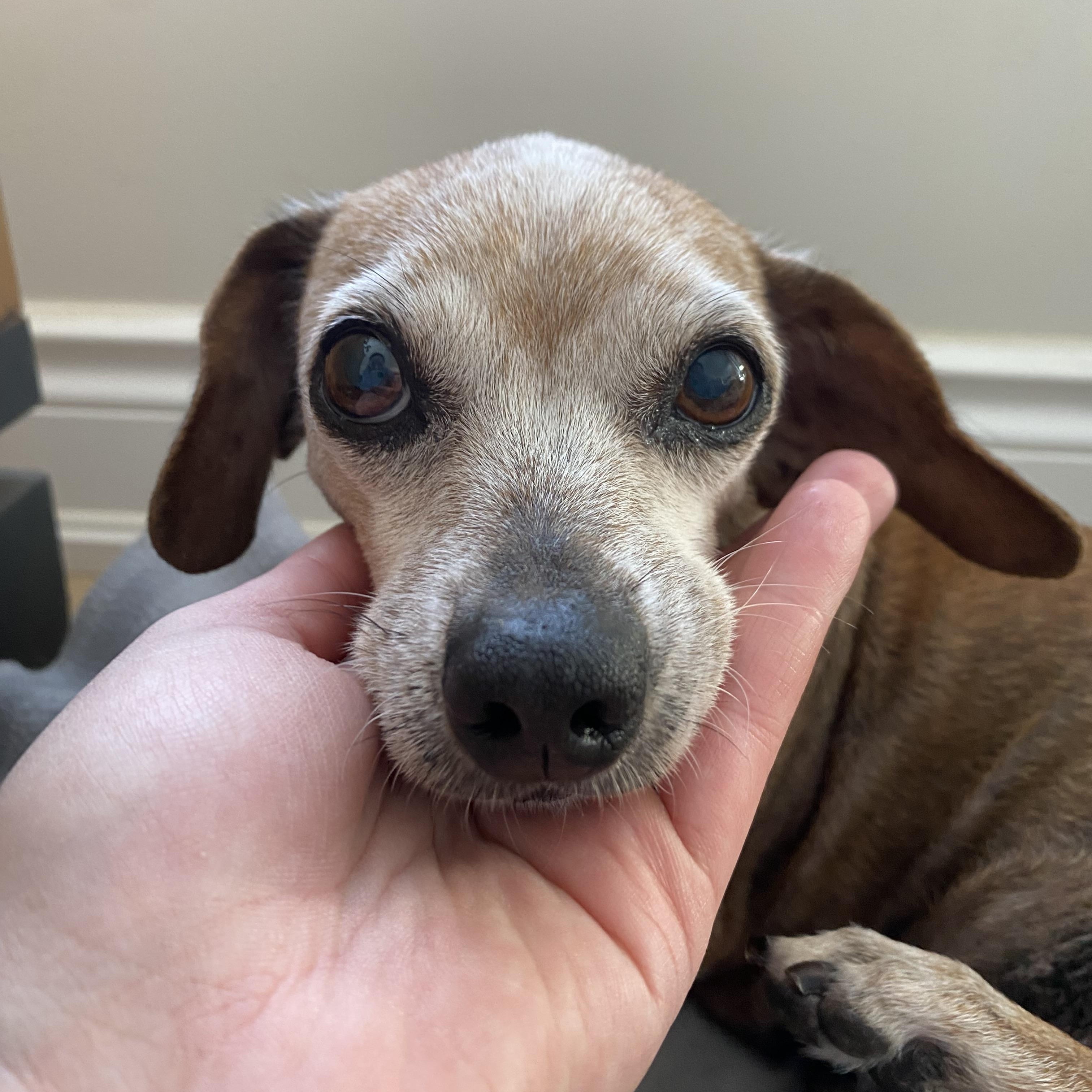 Garnett AKA Nettie, a ADOPTABLE mixed breed in St Catharines, ON image 3/6