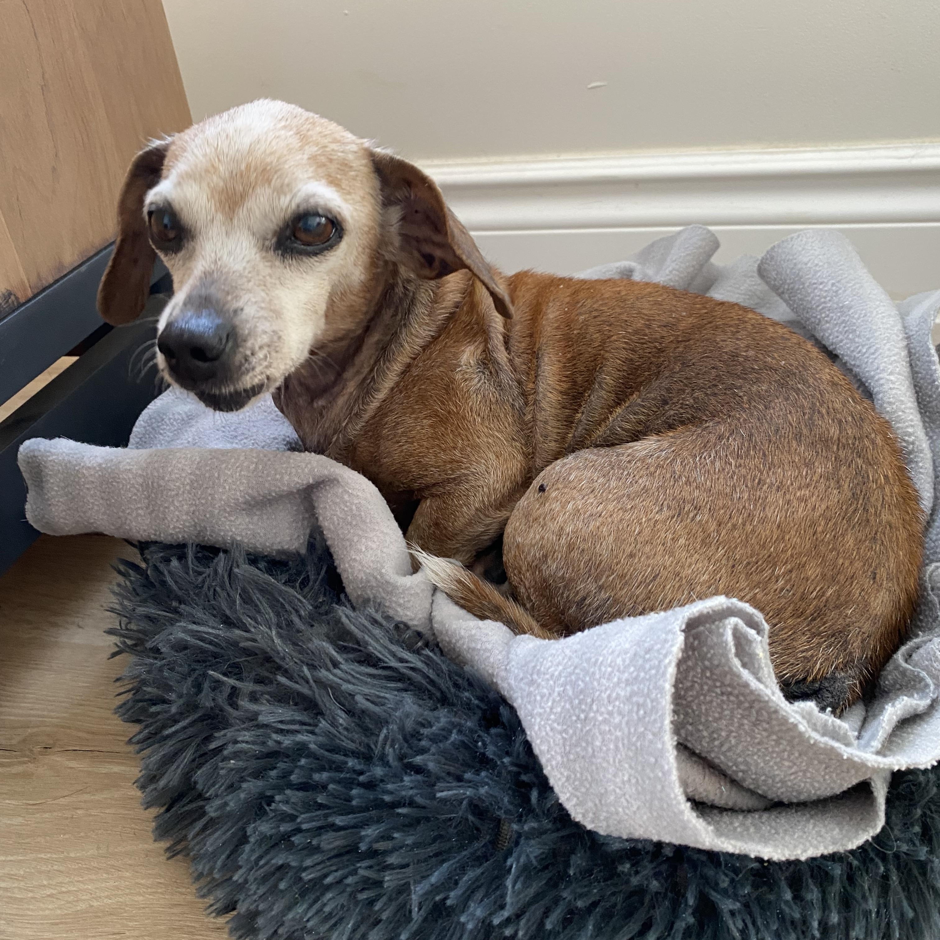 Garnett AKA Nettie, a ADOPTABLE mixed breed in St Catharines, ON image 4/6