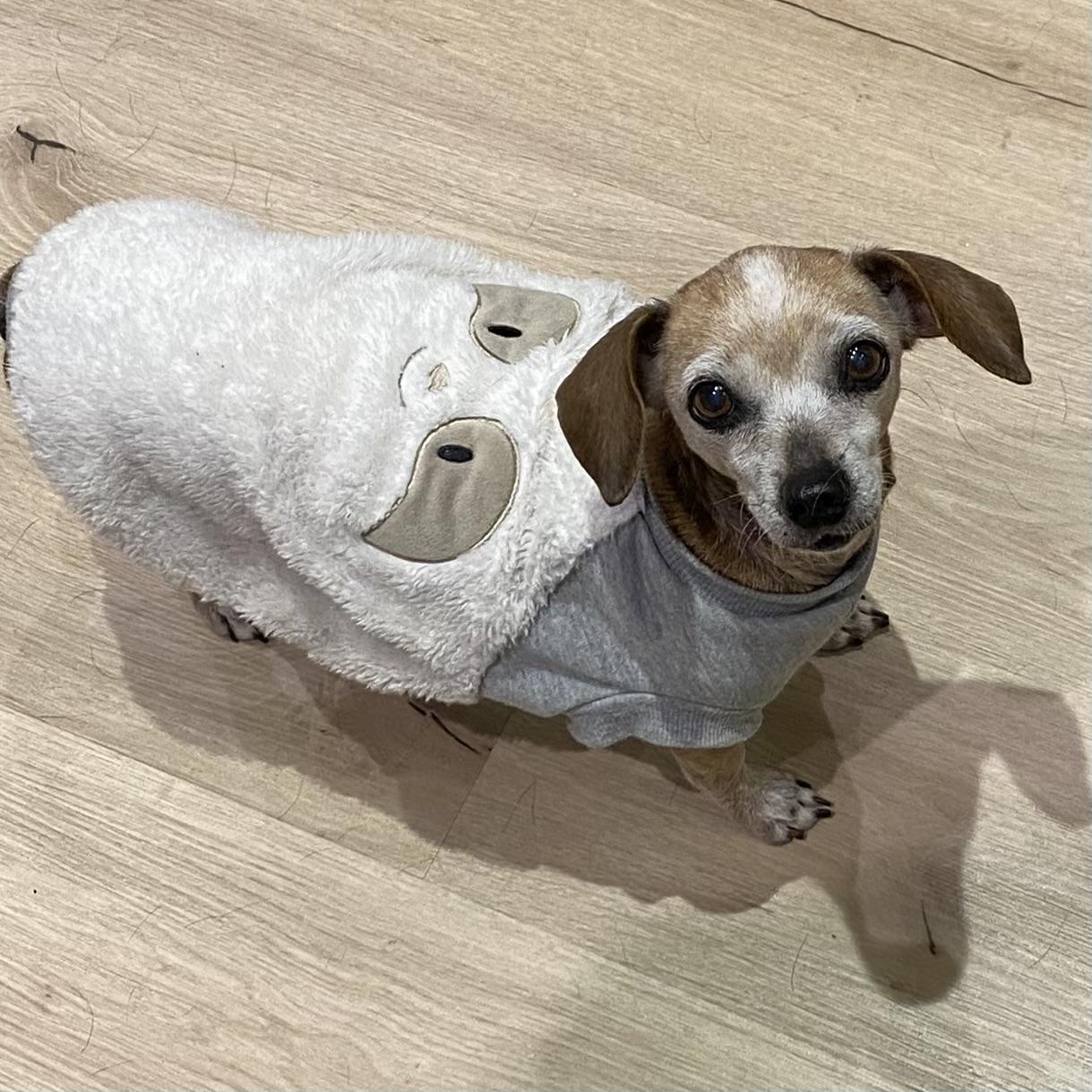 Garnett AKA Nettie, a ADOPTABLE mixed breed in St Catharines, ON image 5/6