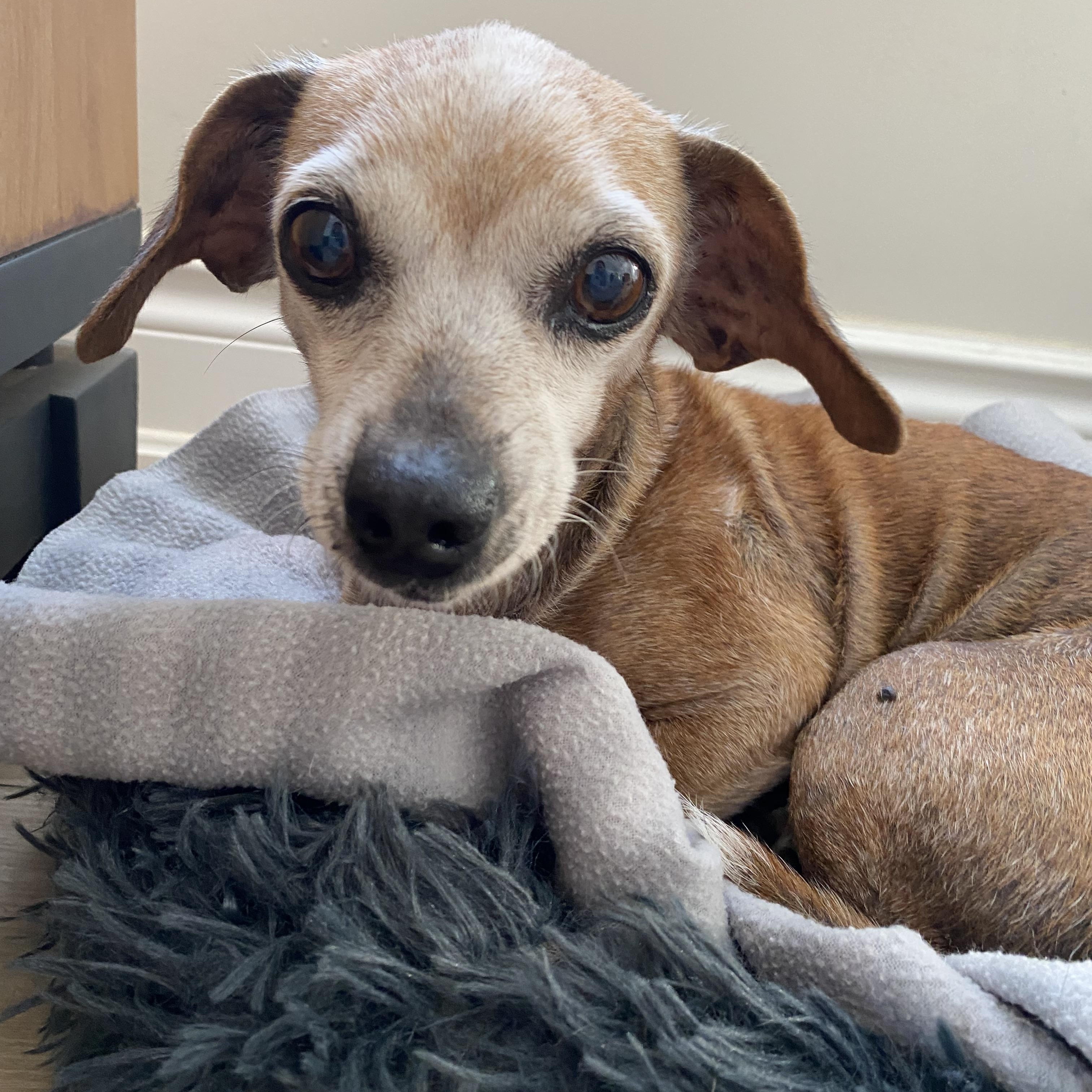 Garnett AKA Nettie, a ADOPTABLE mixed breed in St Catharines, ON image 1/6