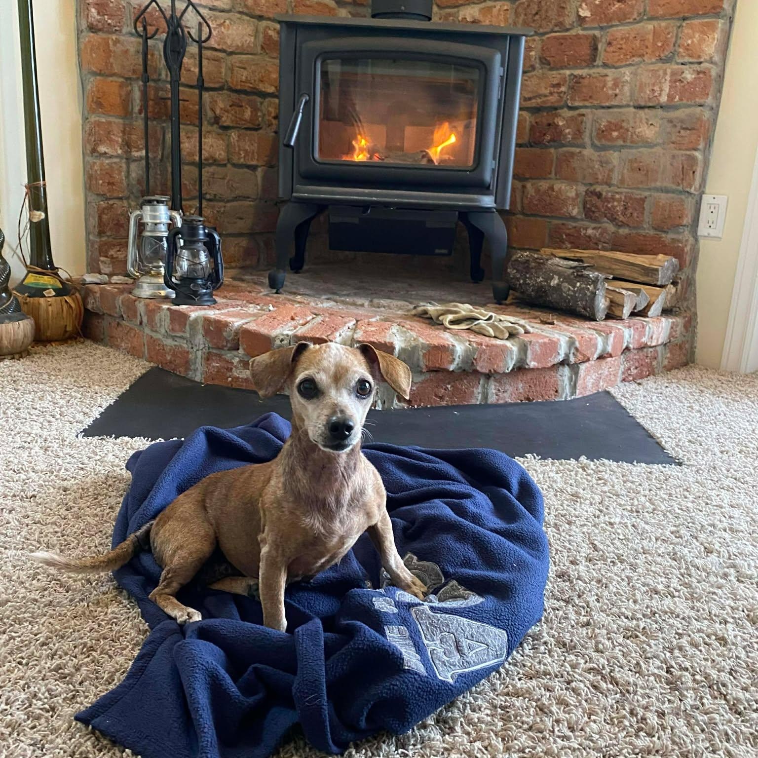 Enlarge Garnett AKA Nettie, a ADOPTABLE mixed breed in St Catharines, ON image 1/6