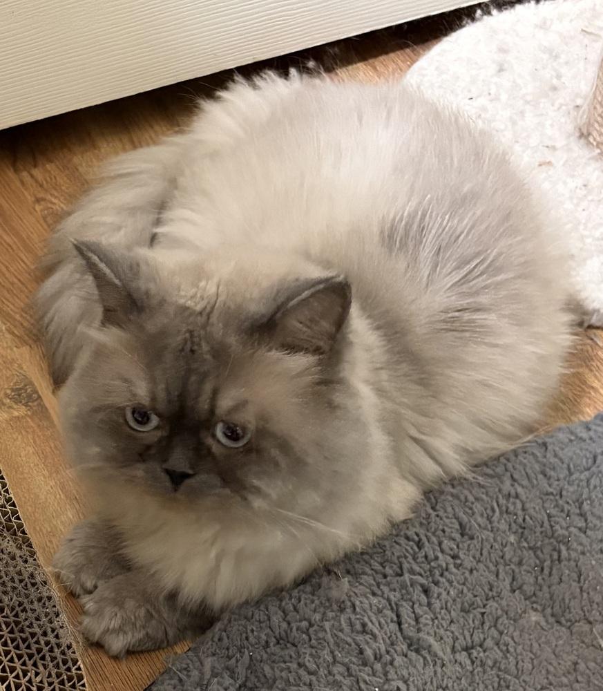 Smokie, Adoptable, Young Male Himalayan.