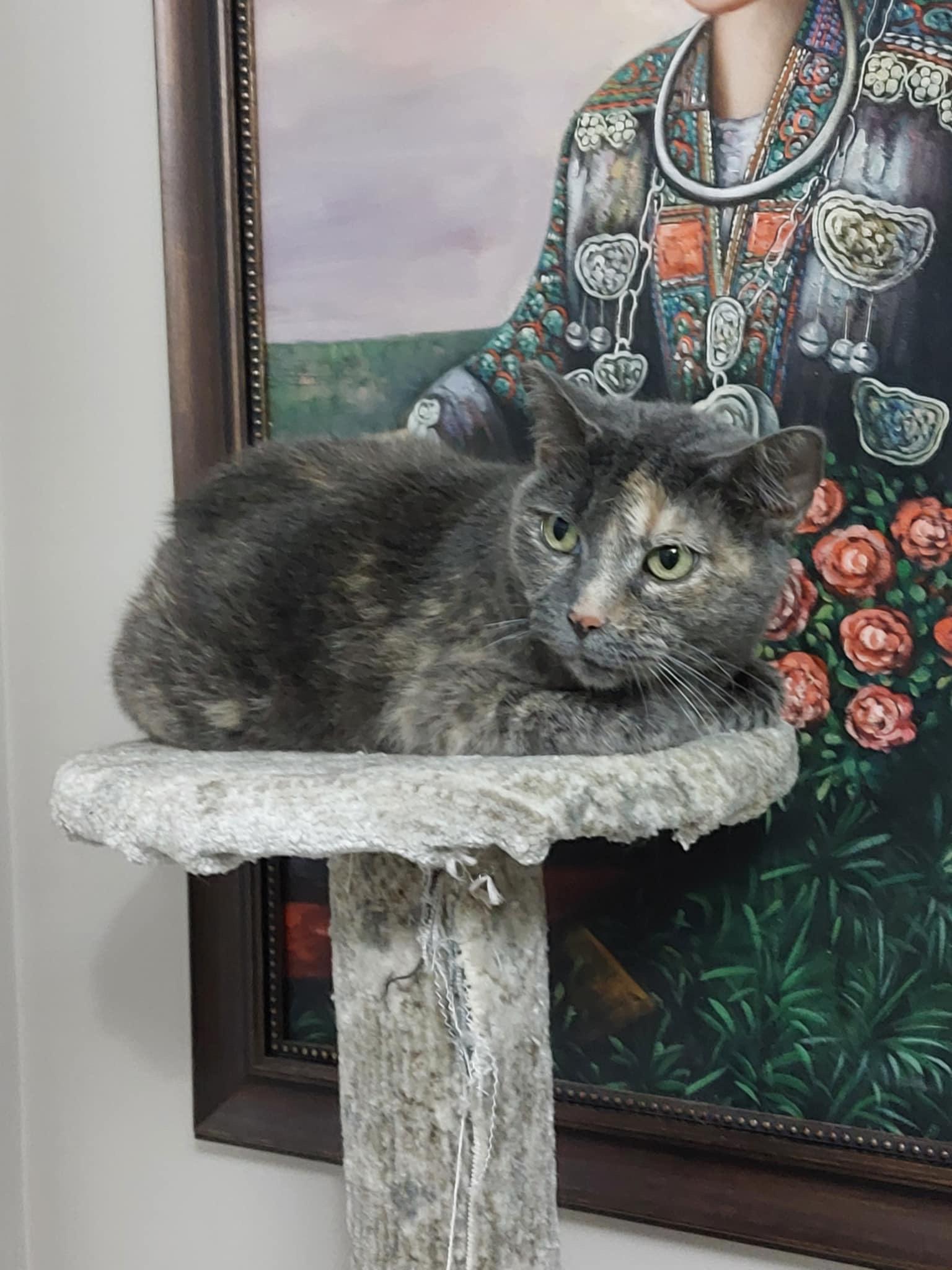 Vitani, an adoptable Domestic Short Hair in BURNABY, BC, V3J 1N3 | Photo Image 2