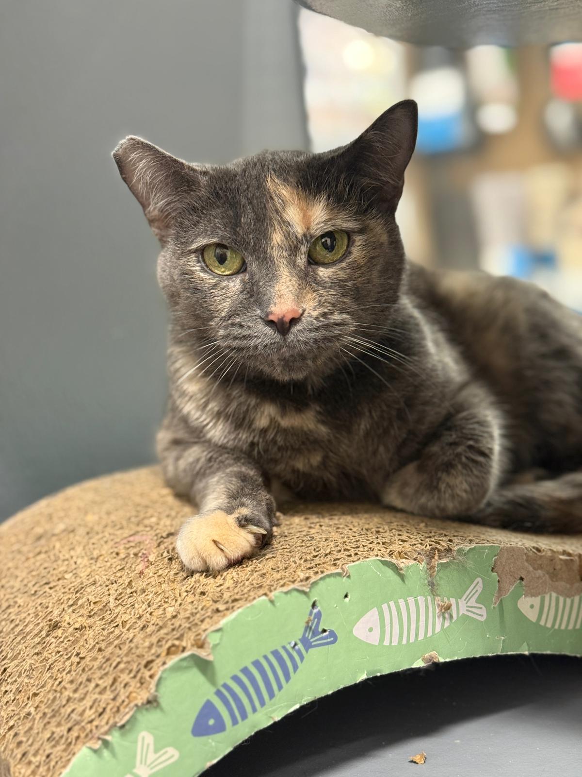 Vitani, an adoptable Domestic Short Hair in BURNABY, BC, V3J 1N3 | Photo Image 1