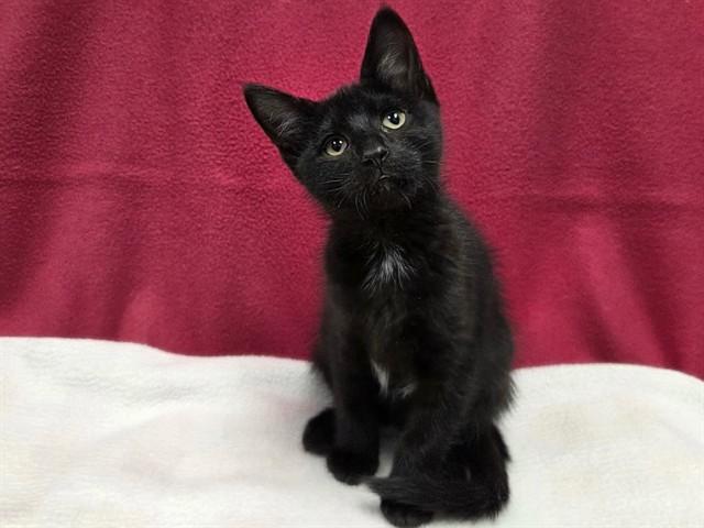 SCREECH, Adoptable, Kitten Female Domestic Short Hair.