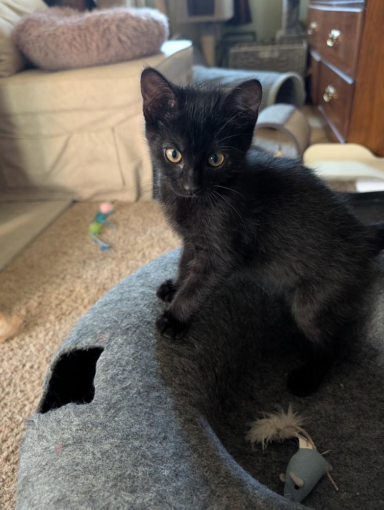 Bean Dip, Adoptable, Kitten Male Domestic Short Hair.