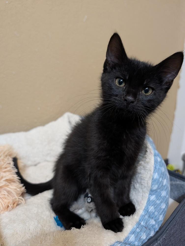 Enlarge Bean Dip, a Adoptable mixed breed in Westfield, WI image 2/4