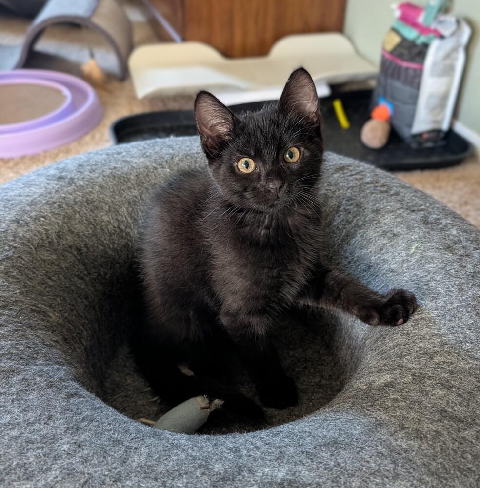 Enlarge Bean Dip, a Adoptable mixed breed in Westfield, WI image 3/4