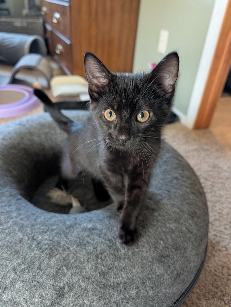 Enlarge Bean Dip, a Adoptable mixed breed in Westfield, WI image 4/4