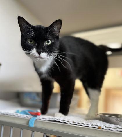 Peep, Adoptable, Adult Female Domestic Short Hair & Domestic Short Hair.