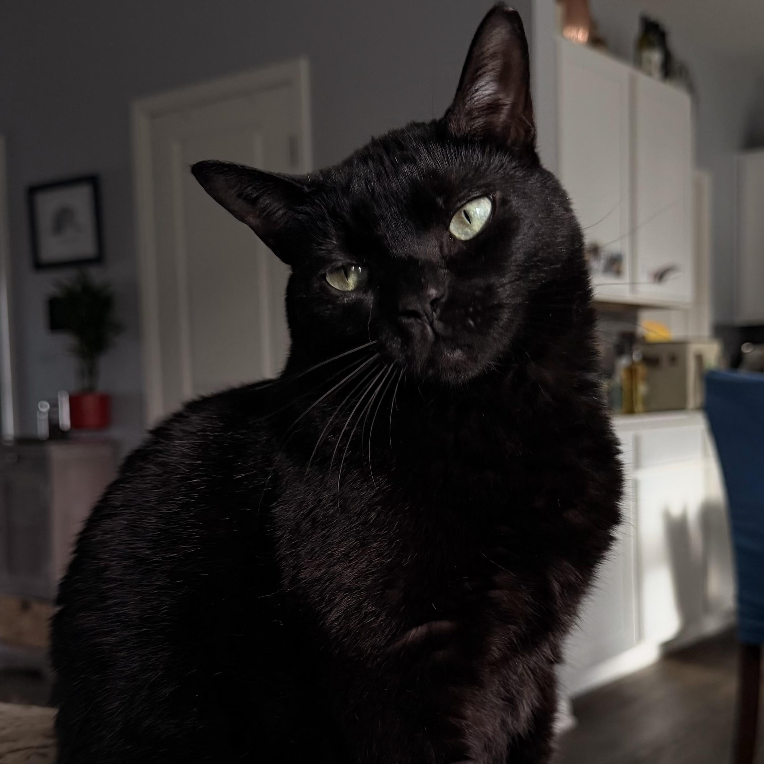 Enlarge Kitty, an adopted Domestic Short Hair in Naperville, IL image 1/6