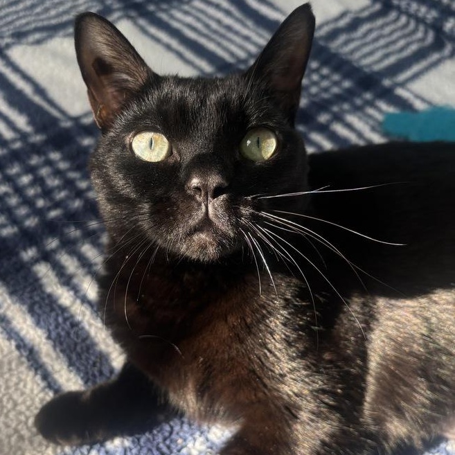 Enlarge Kitty, an adopted Domestic Short Hair in Naperville, IL image 4/6