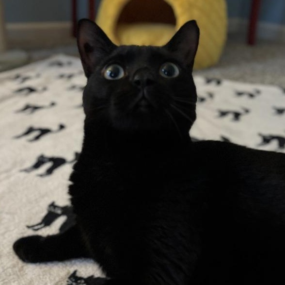 Enlarge Kitty, an adopted Domestic Short Hair in Naperville, IL image 5/6