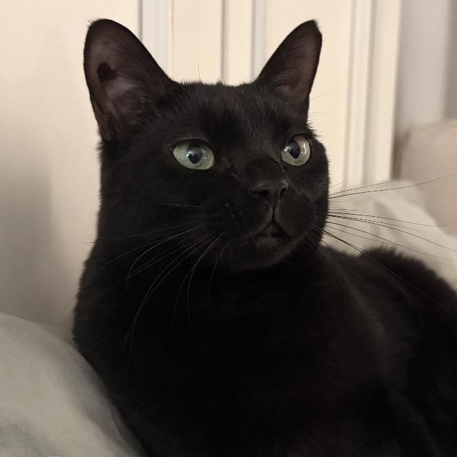 Enlarge Kitty, an adopted Domestic Short Hair in Naperville, IL image 2/6