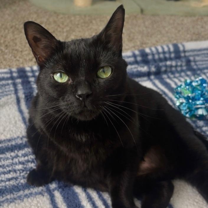 Enlarge Kitty, an adopted Domestic Short Hair in Naperville, IL image 3/6