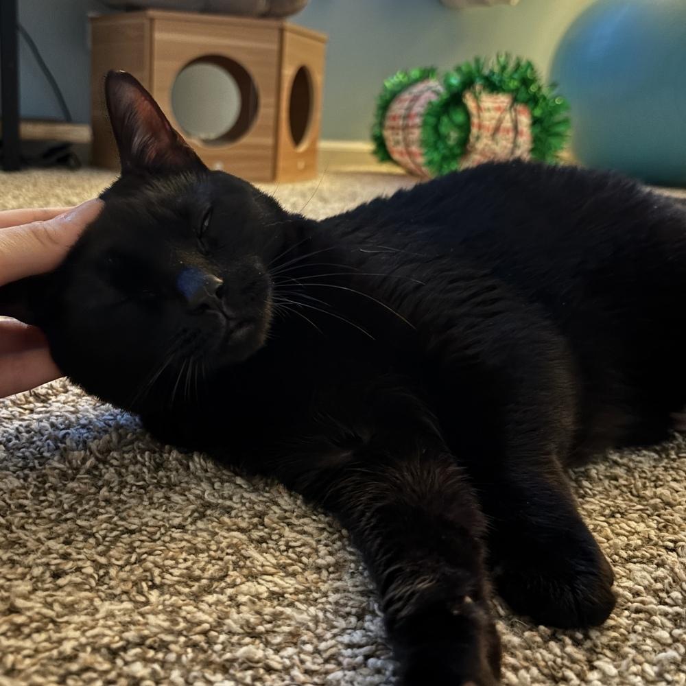 Enlarge Kitty, an adopted Domestic Short Hair in Naperville, IL image 6/6