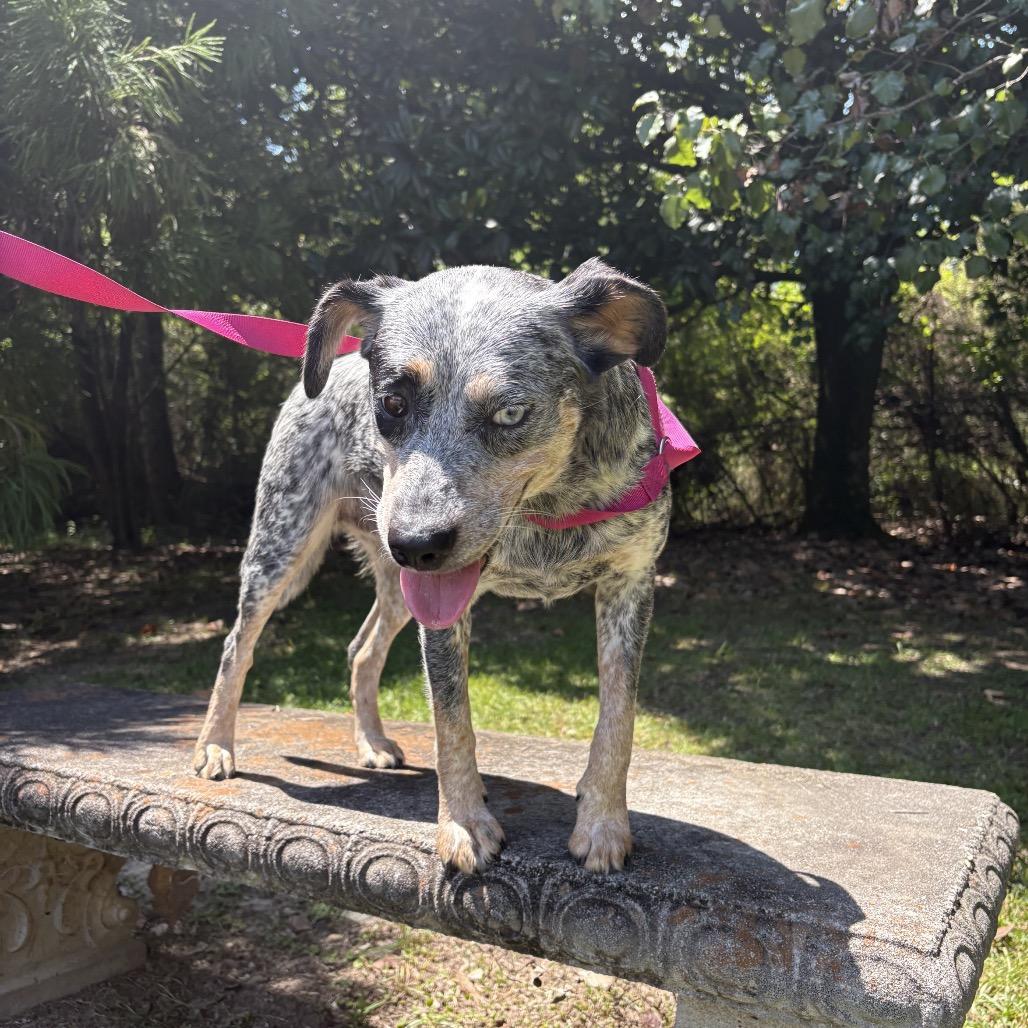 Sage, Adoptable, Adult Female Australian Cattle Dog / Blue Heeler.