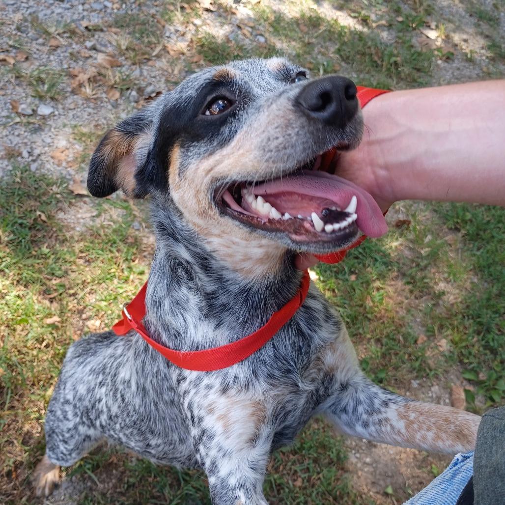 Enlarge Sage, a Adoptable Australian Cattle Dog / Blue Heeler in Clanton, AL image 2/3
