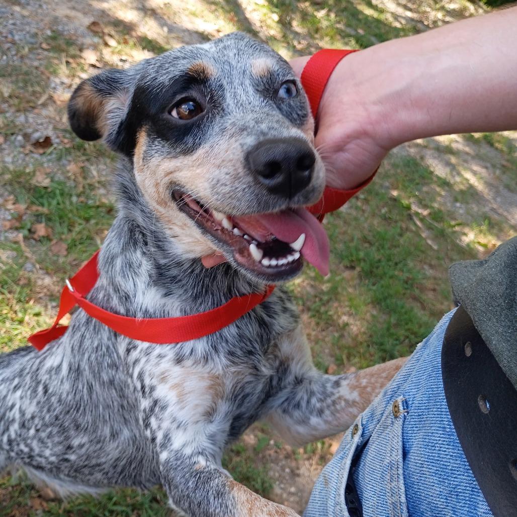 Enlarge Sage, a Adoptable Australian Cattle Dog / Blue Heeler in Clanton, AL image 3/3