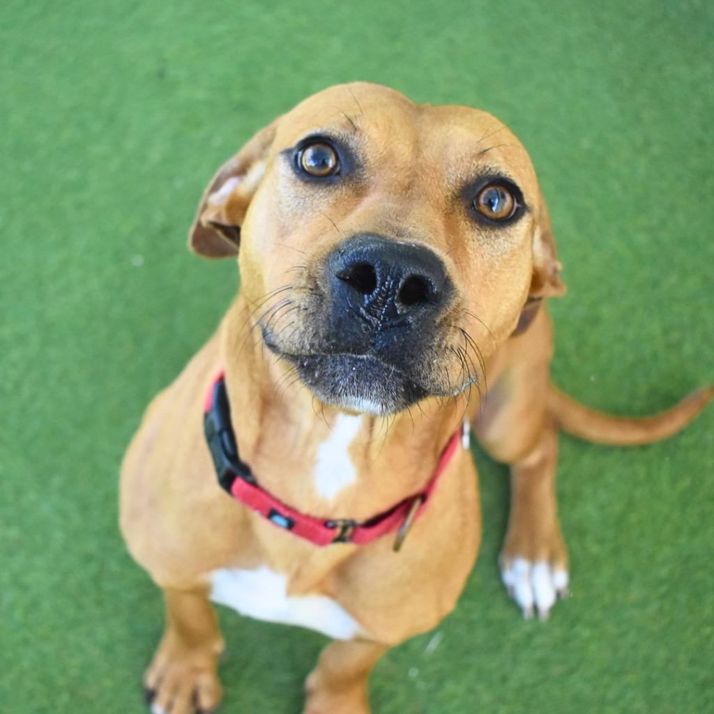 Enlarge Caroline, a Adoptable mixed breed in Saint Petersburg, FL image 1/3