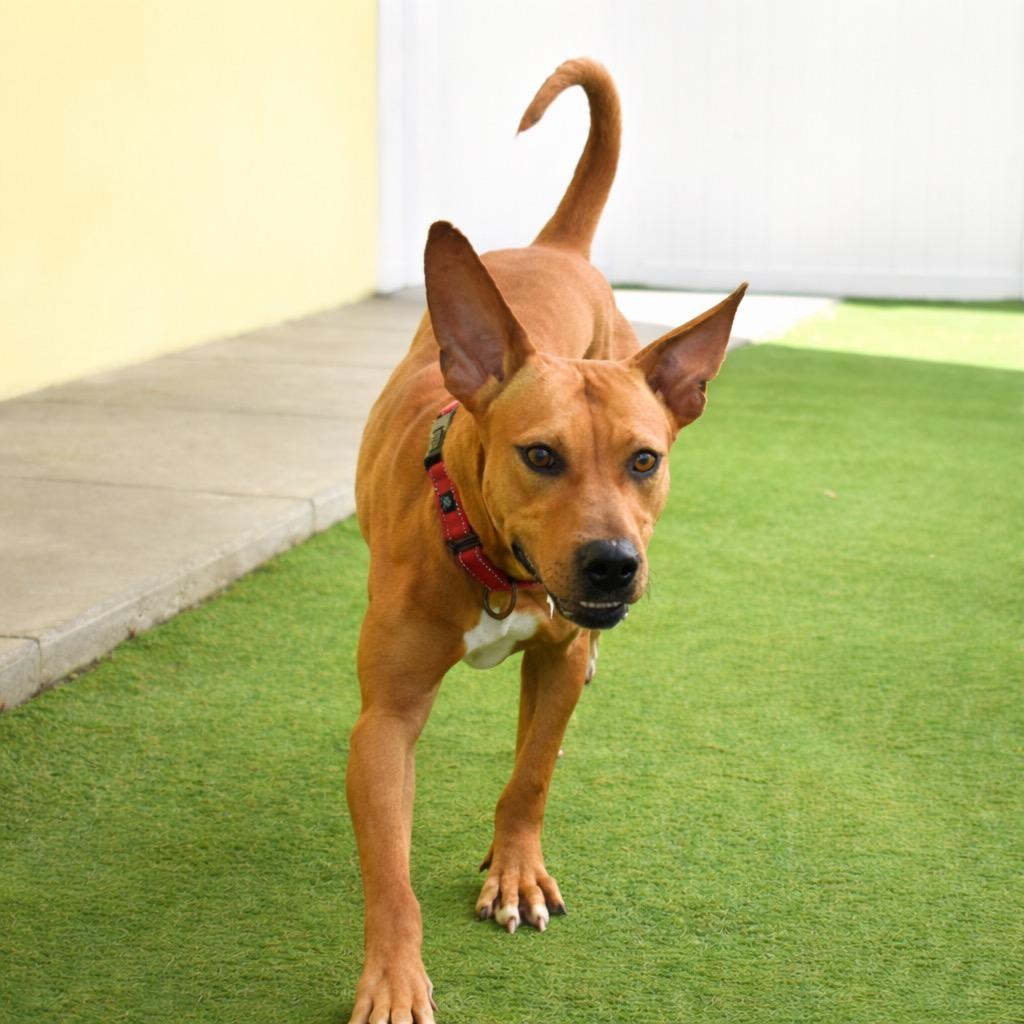 Enlarge Caroline, a Adoptable mixed breed in Saint Petersburg, FL image 2/3