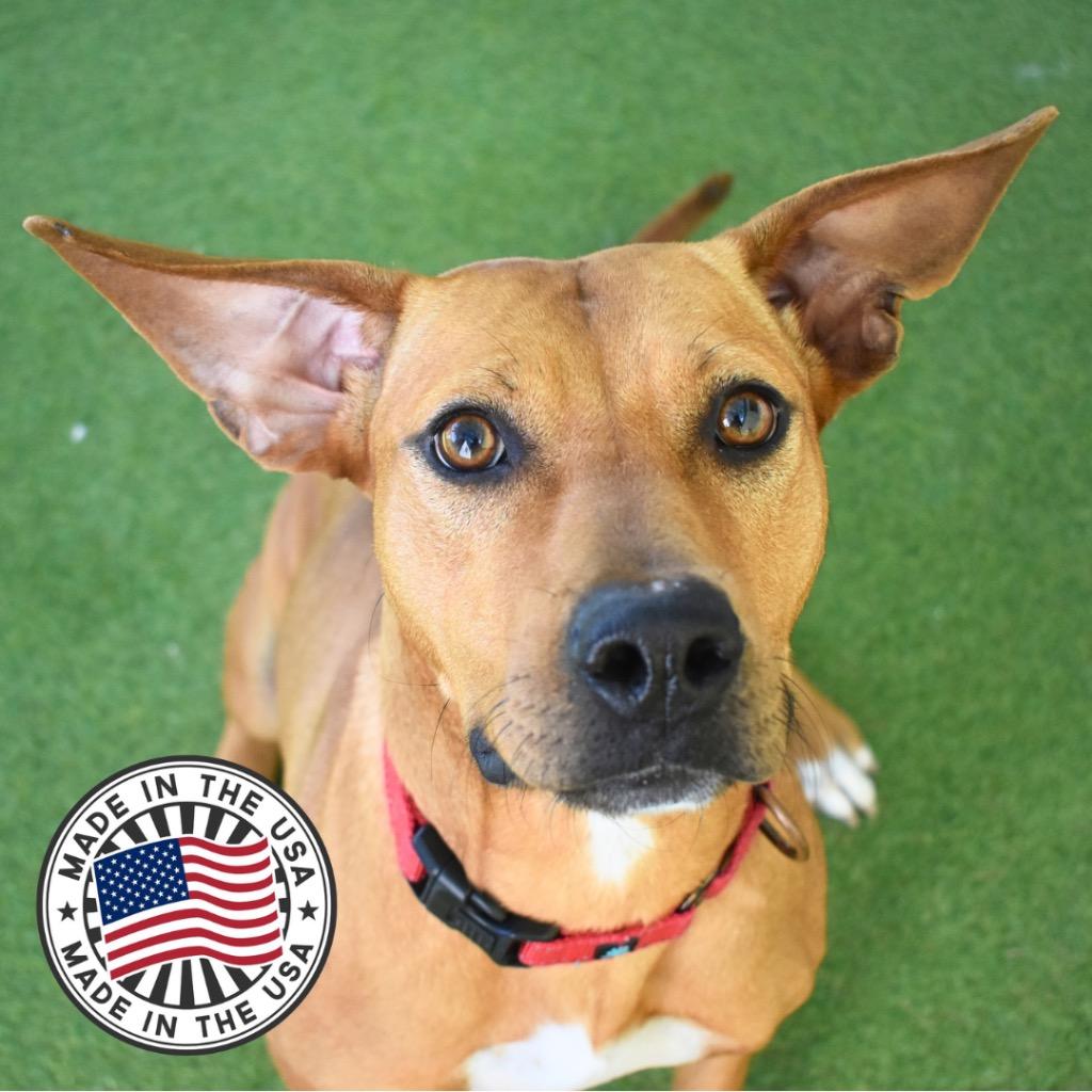 Enlarge Caroline, a Adoptable mixed breed in Saint Petersburg, FL image 3/3