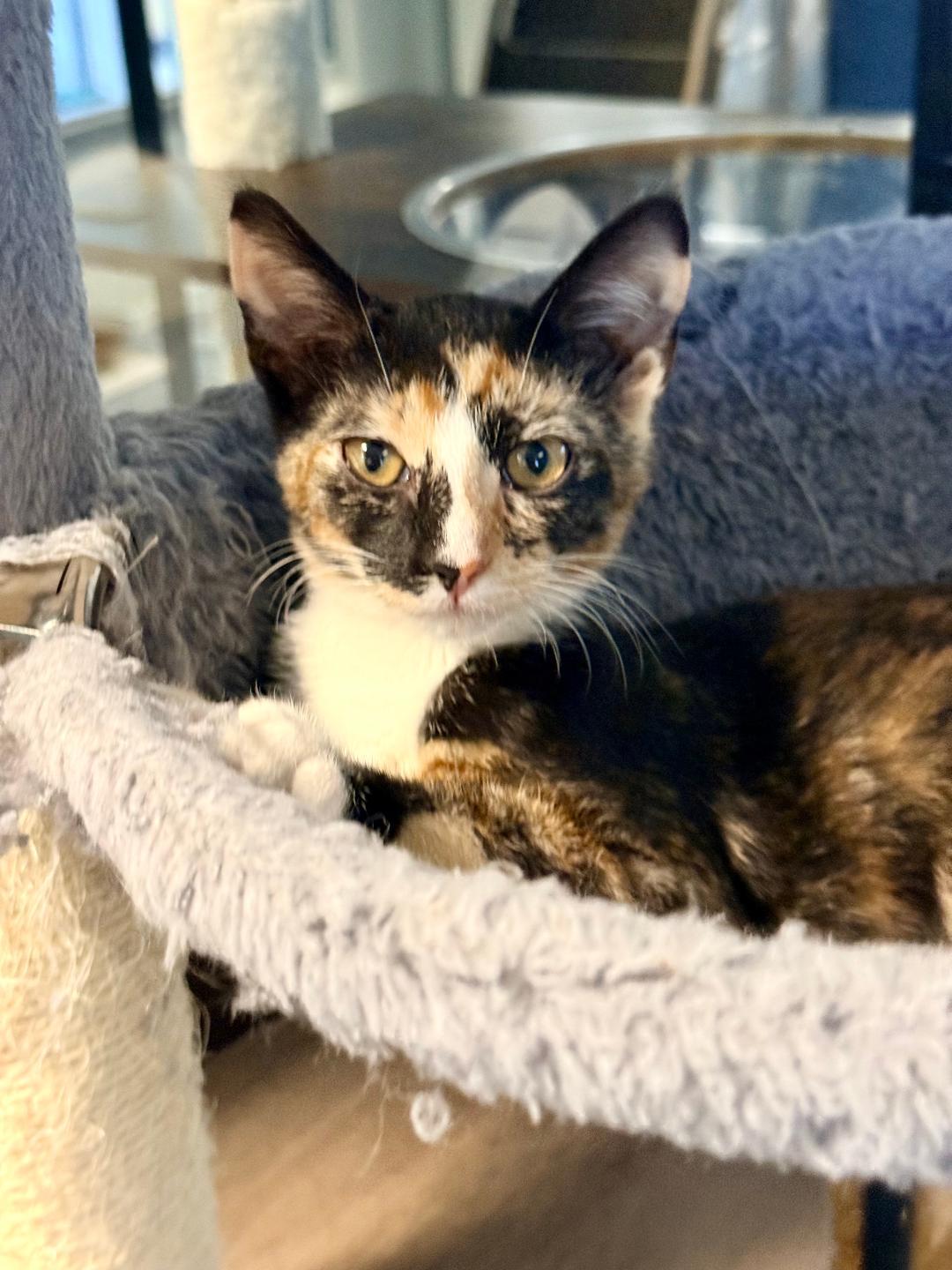 Snickerdoodle, an adoptable Domestic Short Hair in Winter Haven, FL image 3/4