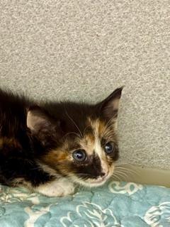 Enlarge Snickerdoodle, an adoptable Domestic Short Hair in Winter Haven, FL image 1/1