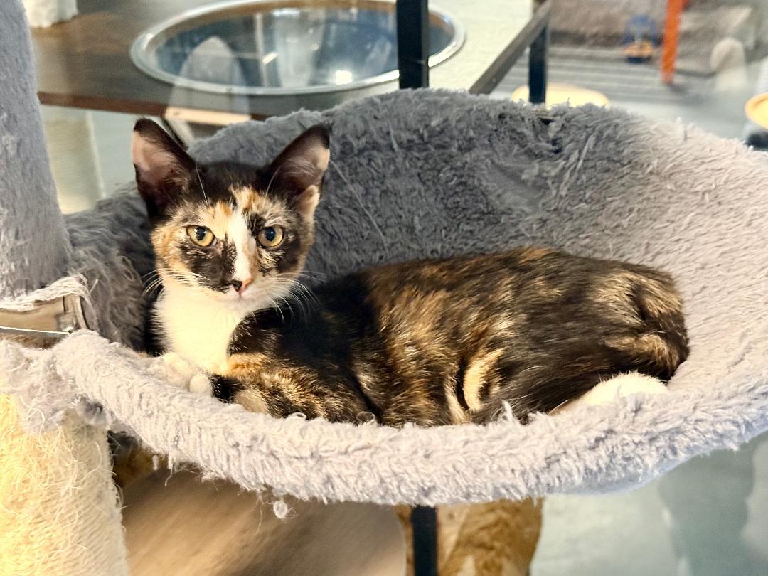Snickerdoodle, an adoptable Domestic Short Hair in Winter Haven, FL image 2/4