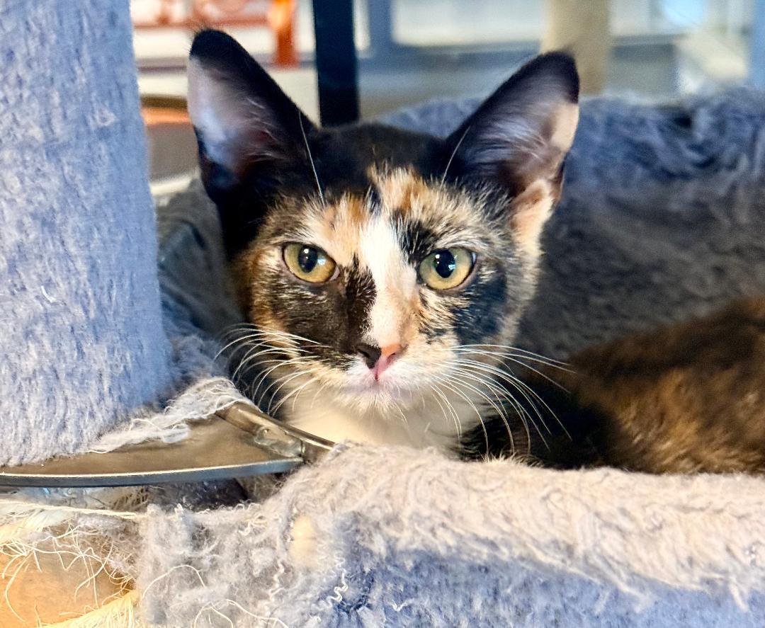Snickerdoodle, adoptable, Kitten Female Domestic Short Hair.