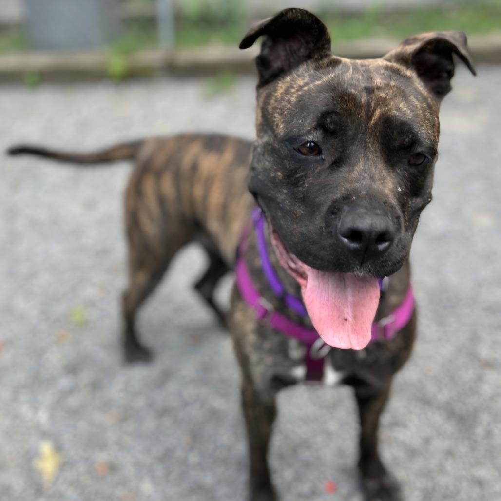 Hazel, Adoptable, Adult Female Bullmastiff.