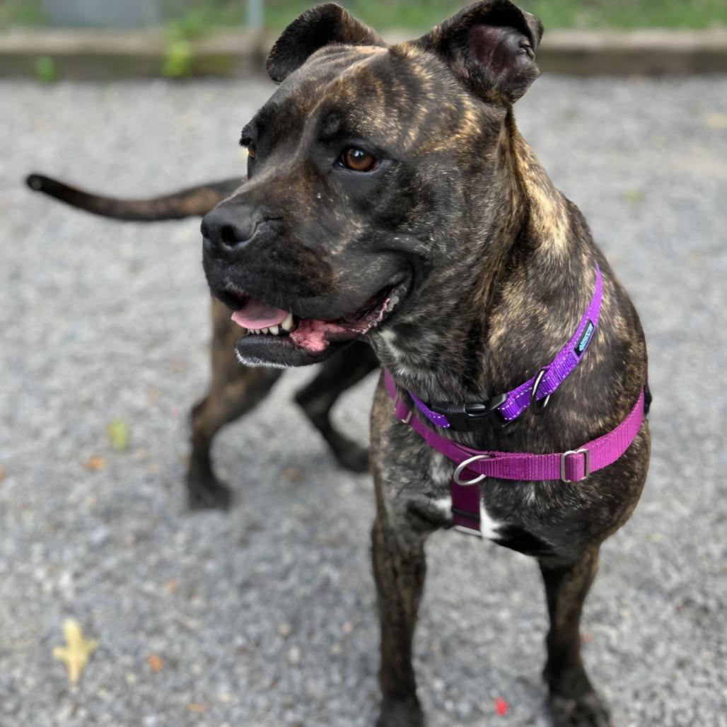 Enlarge Hazel, a Adoptable Bullmastiff in Berkeley Springs, WV image 2/3