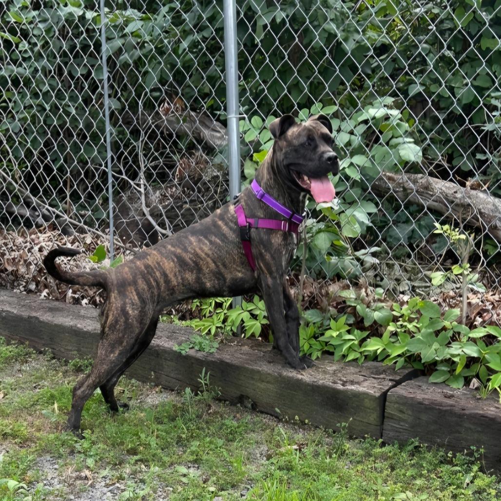 Enlarge Hazel, a Adoptable Bullmastiff in Berkeley Springs, WV image 3/3