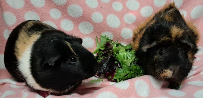 Pretzel  , adoptable, Adult Female Abyssinian.