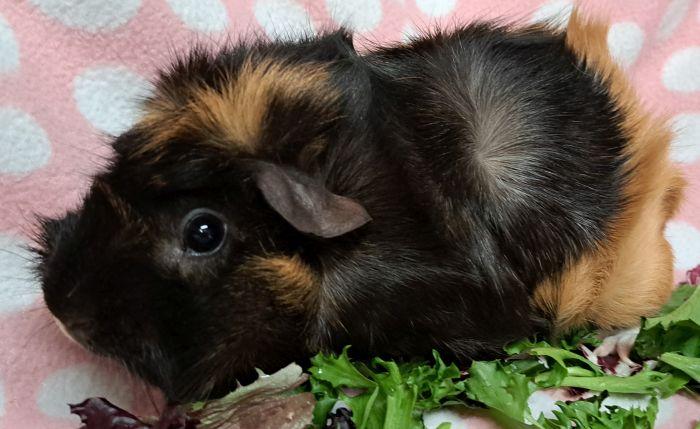 Enlarge Pretzel  , an adoptable Abyssinian in Gary, IN image 4/4