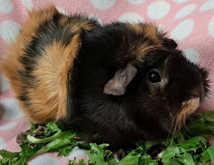 Enlarge Pretzel  , an adoptable Abyssinian in Gary, IN image 3/4