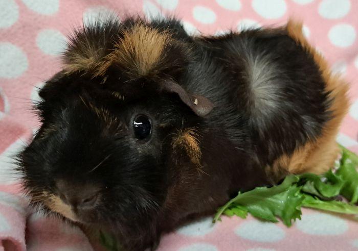 Enlarge Pretzel  , an adoptable Abyssinian in Gary, IN image 2/4