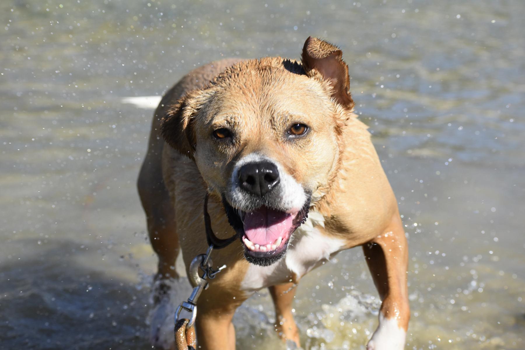 Enlarge Posey, a Adoptable mixed breed in Georgetown, TX image 2/5