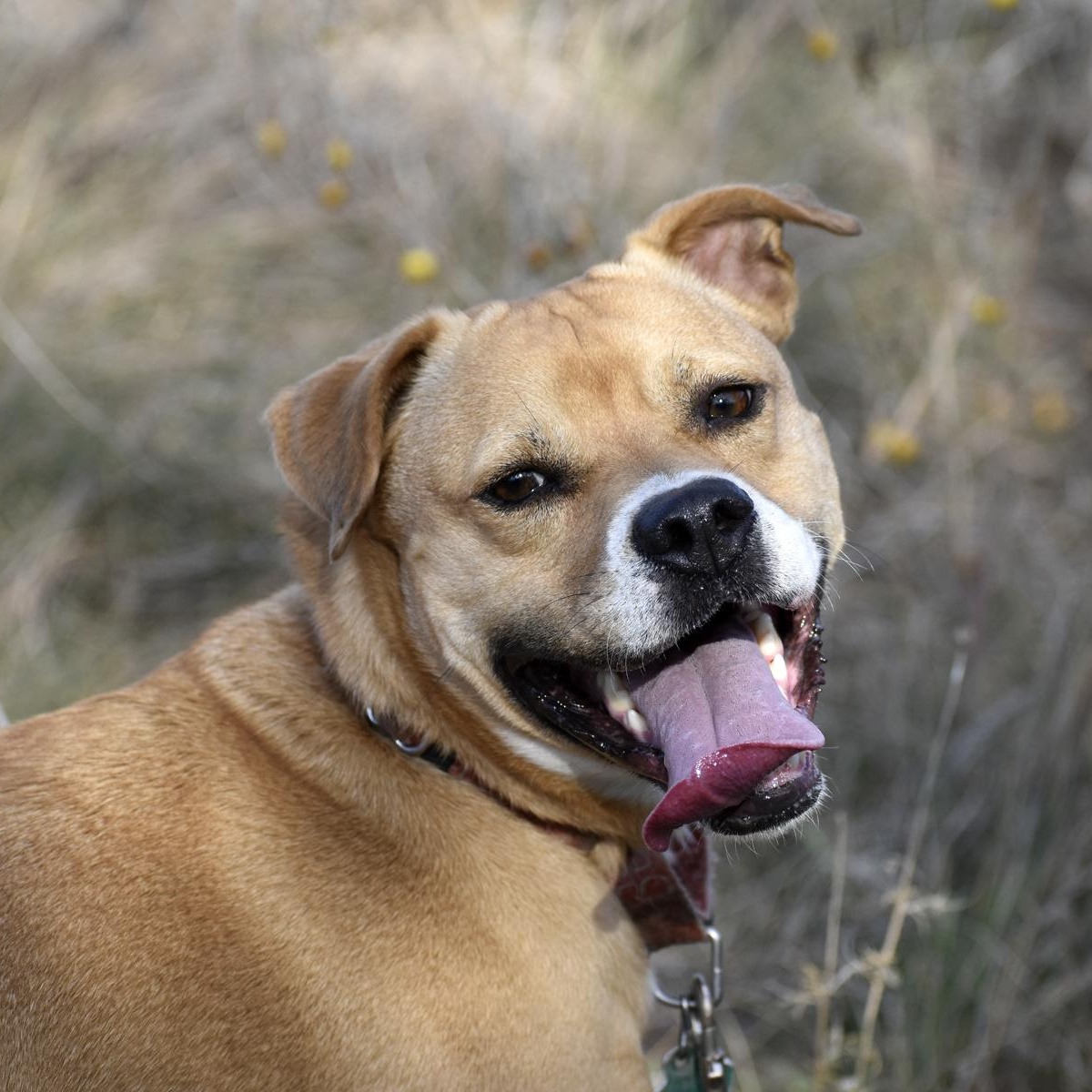 Enlarge Posey, a Adoptable mixed breed in Georgetown, TX image 3/5