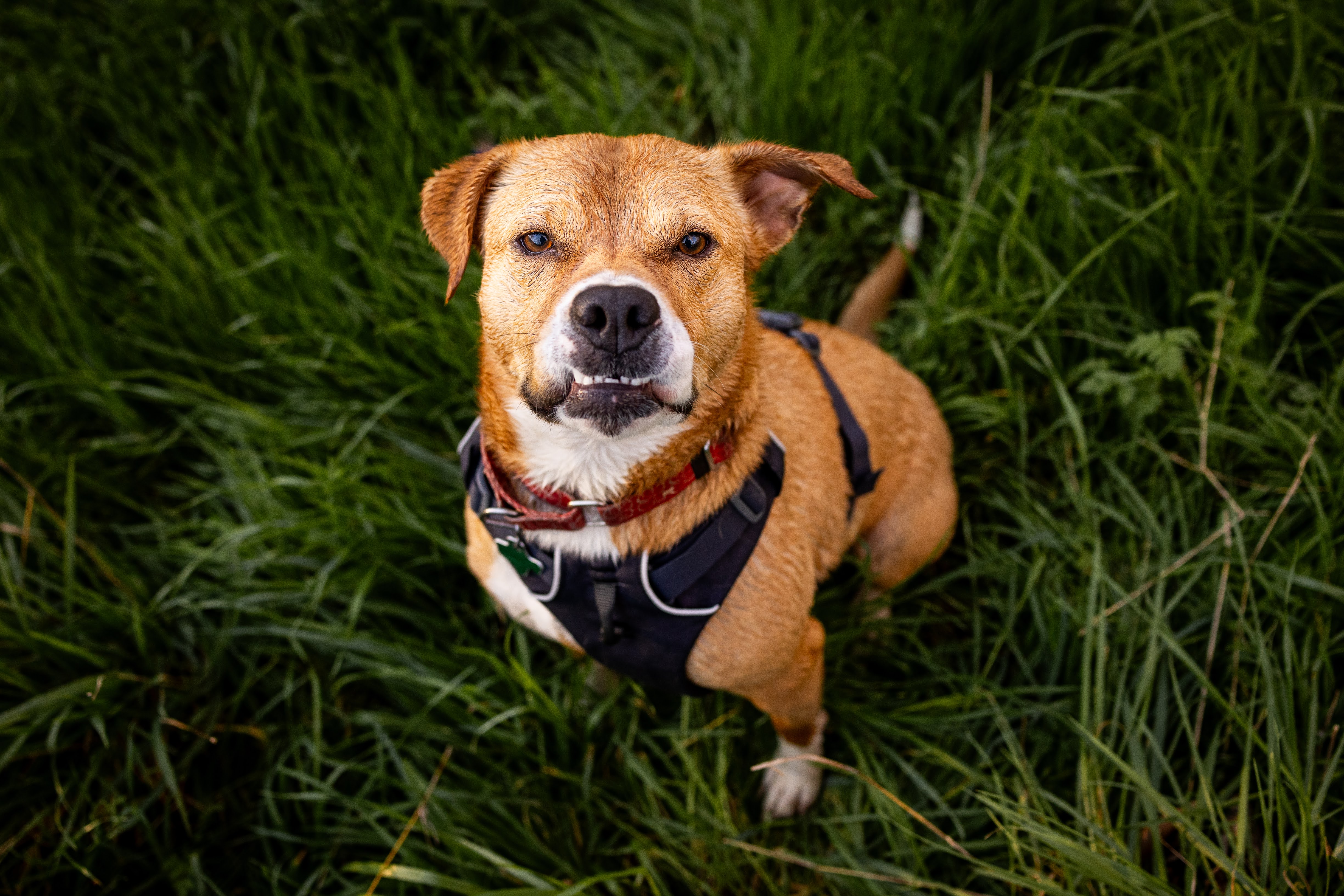 Posey, Young Female Pit Bull Terrier
