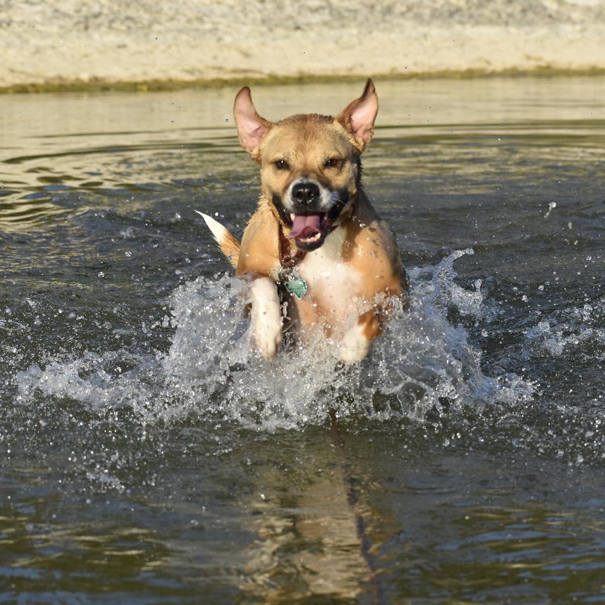 Enlarge Posey, a Adoptable mixed breed in Georgetown, TX image 5/5