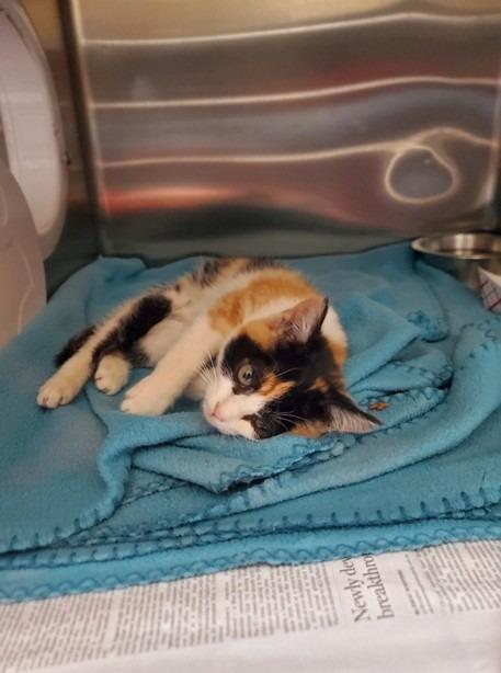 Saphira, Adoptable, Kitten Female Domestic Short Hair.