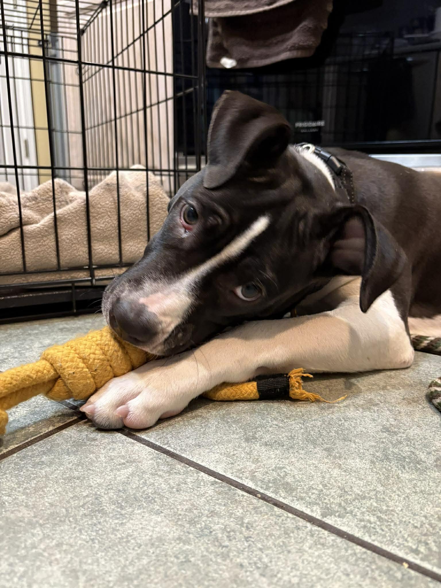 Enlarge Panda, an adopted mixed breed in Maybrook, NY image 4/5