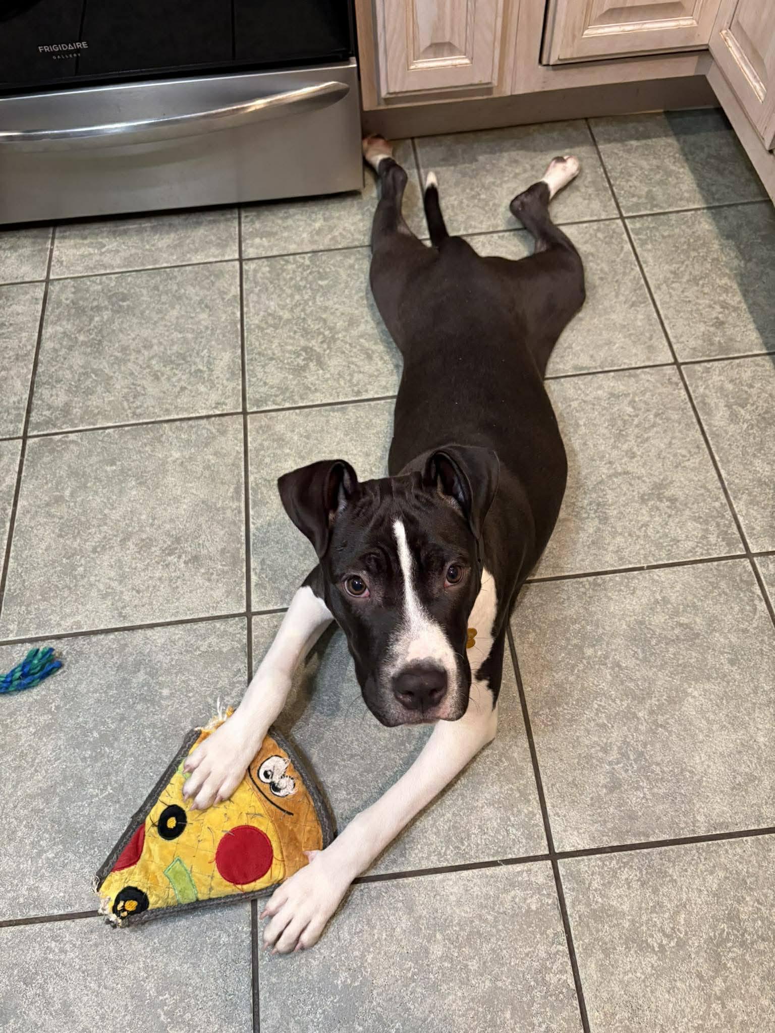 Enlarge Panda, an adopted mixed breed in Maybrook, NY image 2/5