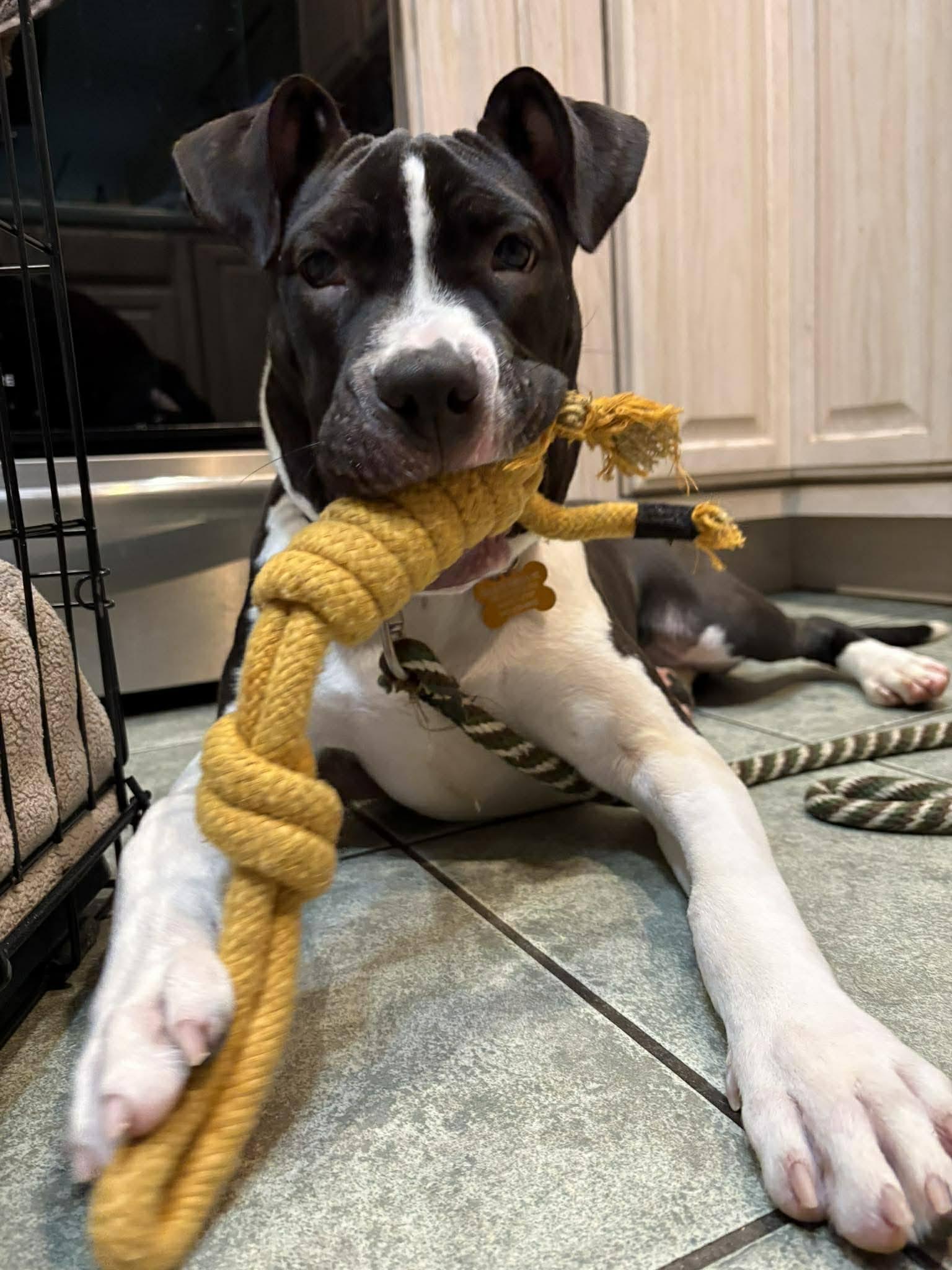 Panda, adopted, Puppy Male American Staffordshire Terrier.