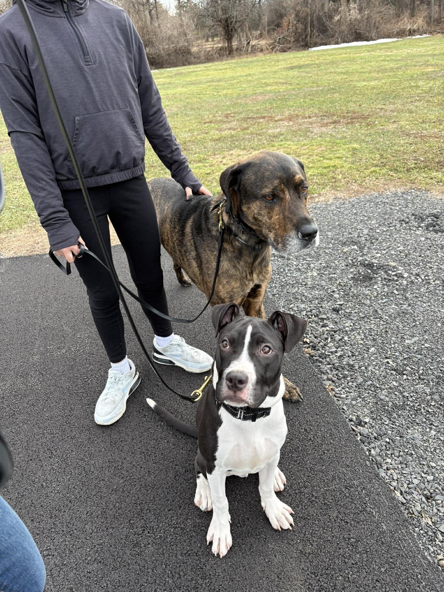 Enlarge Panda, an adopted mixed breed in Maybrook, NY image 3/5