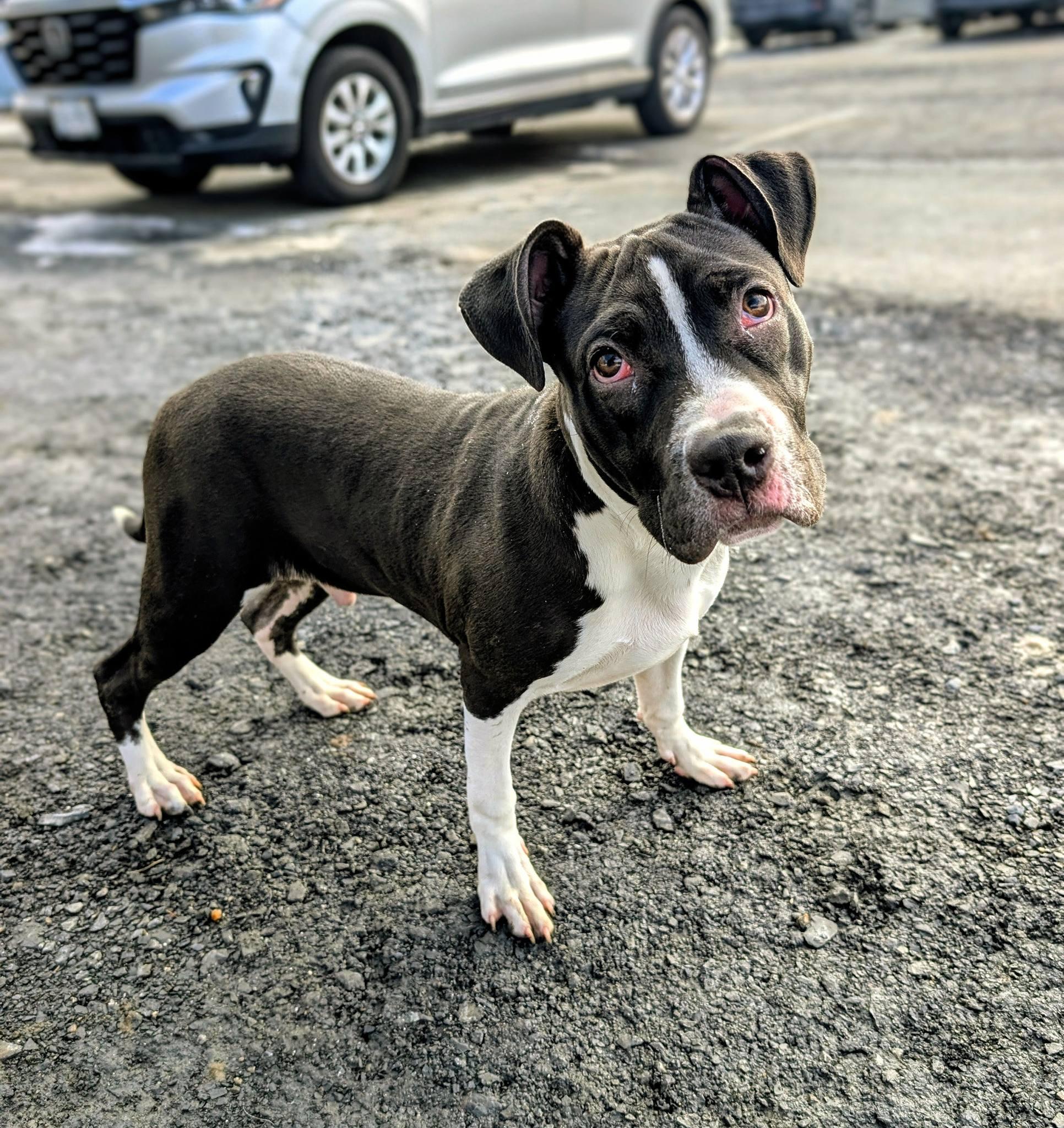 Enlarge Panda, an adopted mixed breed in Maybrook, NY image 5/5