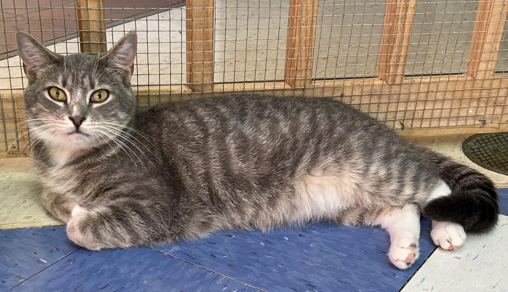 Bobby, Adoptable, Adult Male Domestic Short Hair.