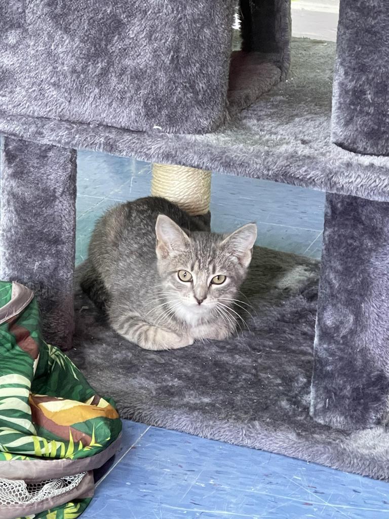 Enlarge Bobby, a Adoptable mixed breed in Jim Thorpe, PA image 2/4