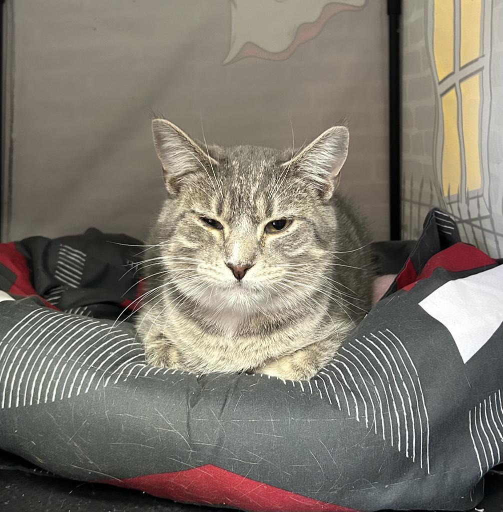 Enlarge Bobby, a Adoptable mixed breed in Jim Thorpe, PA image 3/4